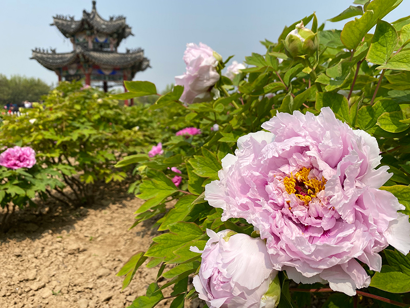 山东菏泽：富贵花迎八方客
