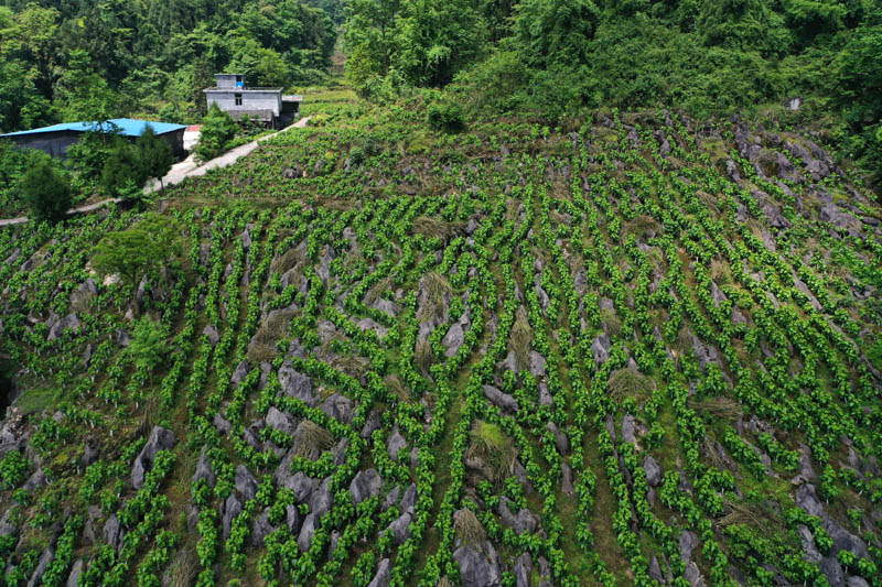 重庆黔江：蚕桑产业发展与石漠化治理相结合助增收