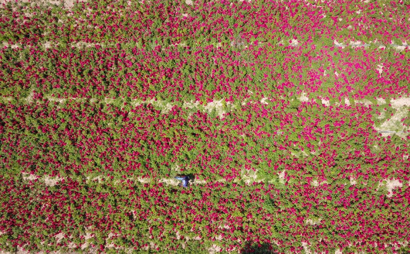 济南：玫瑰花开
