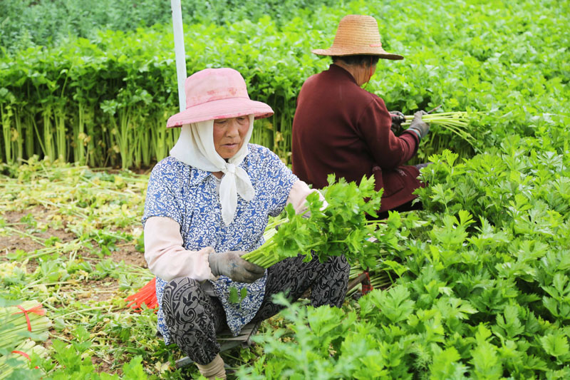 甘肃定西：高原夏菜采收忙