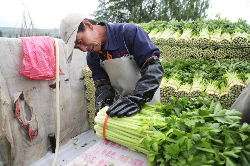 甘肃定西：高原夏菜采收忙