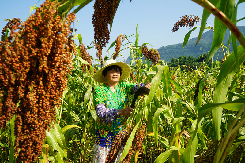 贵州赤水：“订单高粱”助农增收