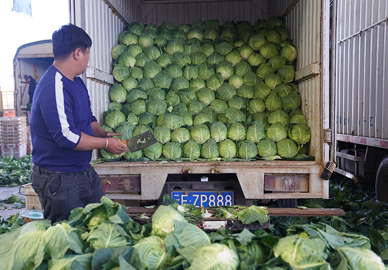 云南通海：蔬菜丰收保供应