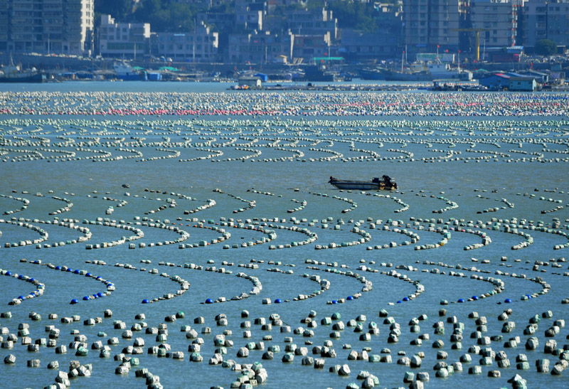 福建连江：冬季“海上牧场”渔耕图