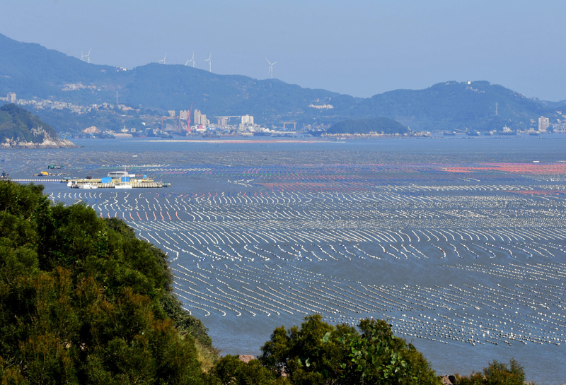 福建连江：冬季“海上牧场”渔耕图