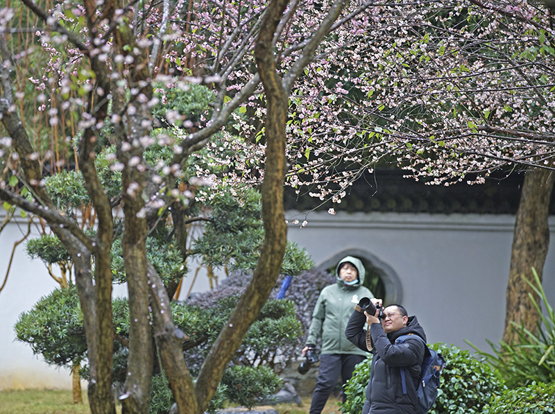 梅花盛放报春来
