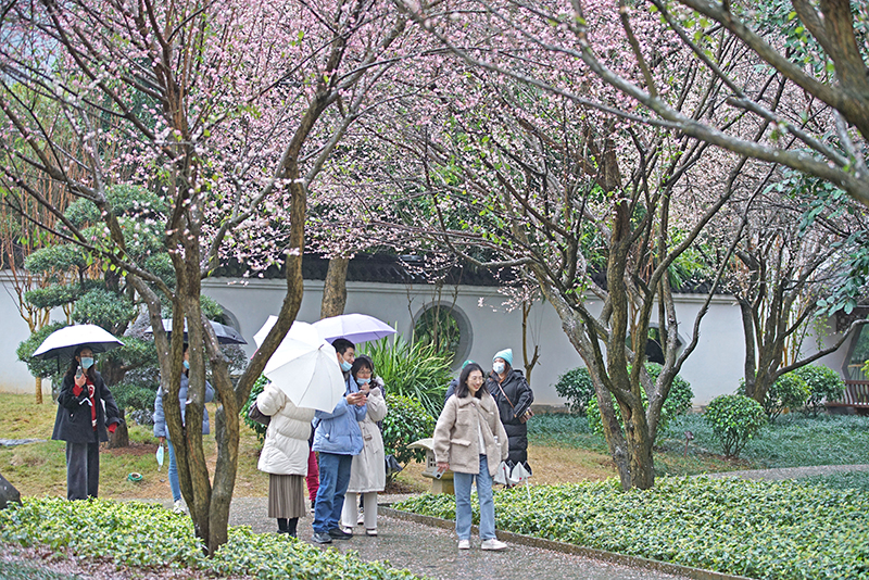 梅花盛放报春来