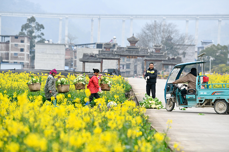 好雨知时节 黔地农事忙——贵州“雨水”节气春耕见闻