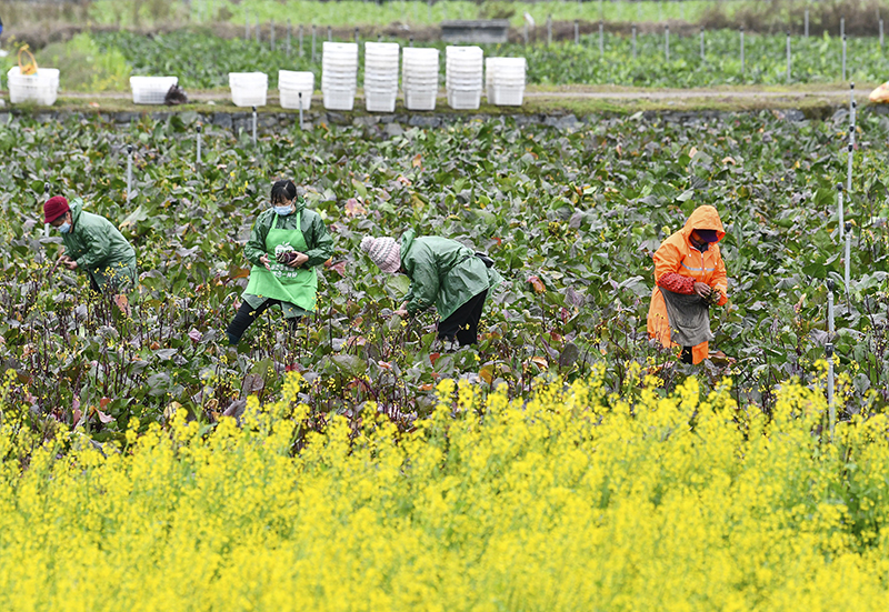 好雨知时节 黔地农事忙——贵州“雨水”节气春耕见闻