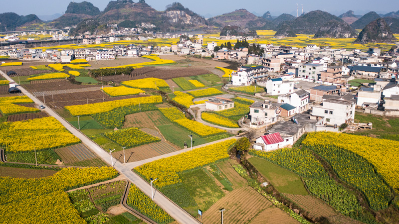 贵州六枝：油菜花开春意浓