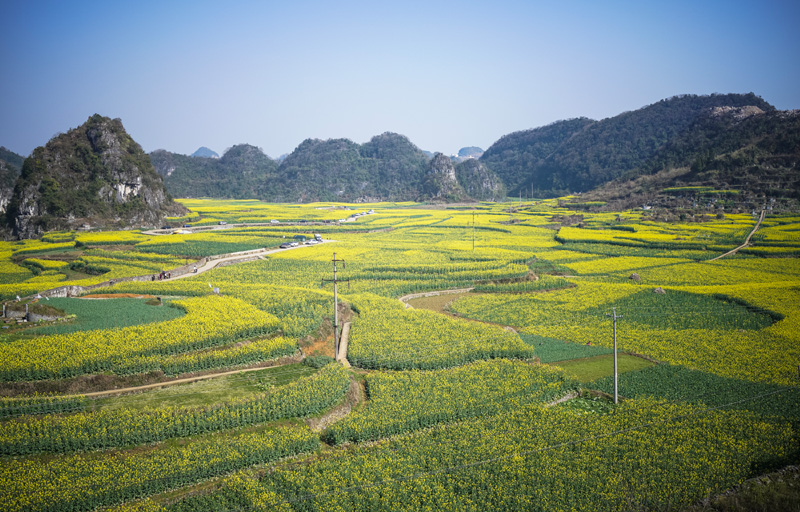 贵州六枝：油菜花开春意浓