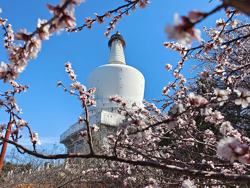 北京：山桃花开映白塔