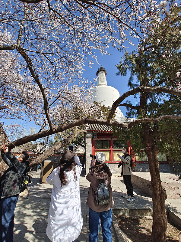 北京：山桃花开映白塔