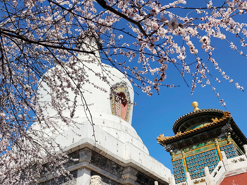 北京：山桃花开映白塔