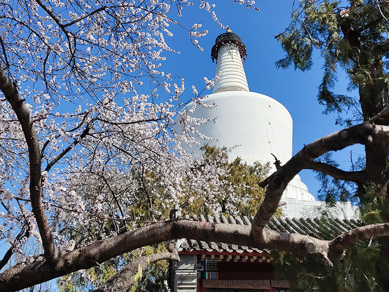 北京：山桃花开映白塔
