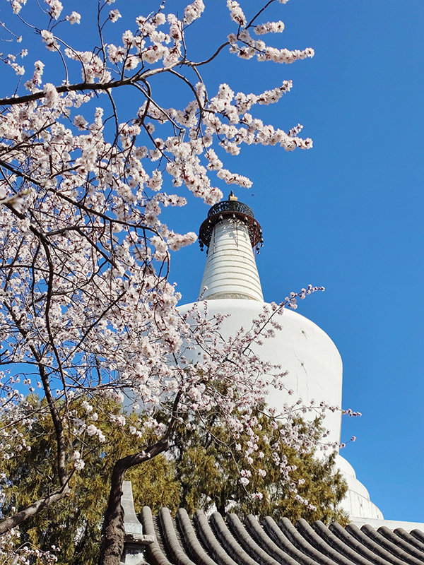 北京：山桃花开映白塔