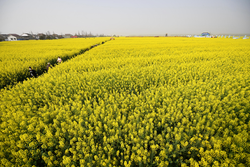 湖南常德：油菜花开迎客来