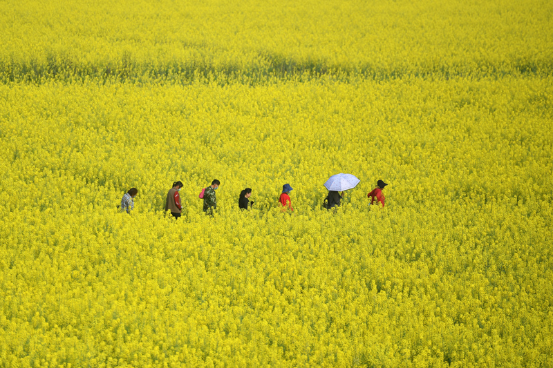 湖南常德：油菜花开迎客来