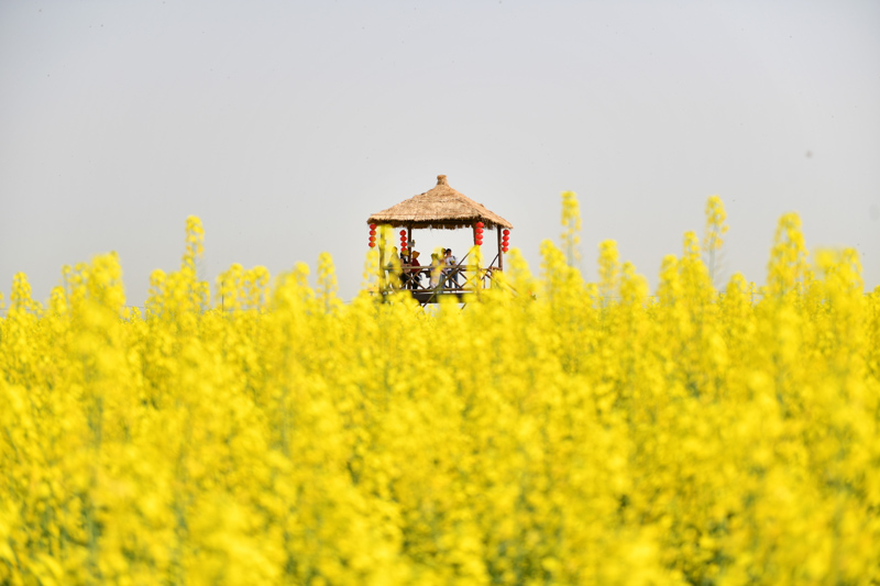 湖南常德：油菜花开迎客来