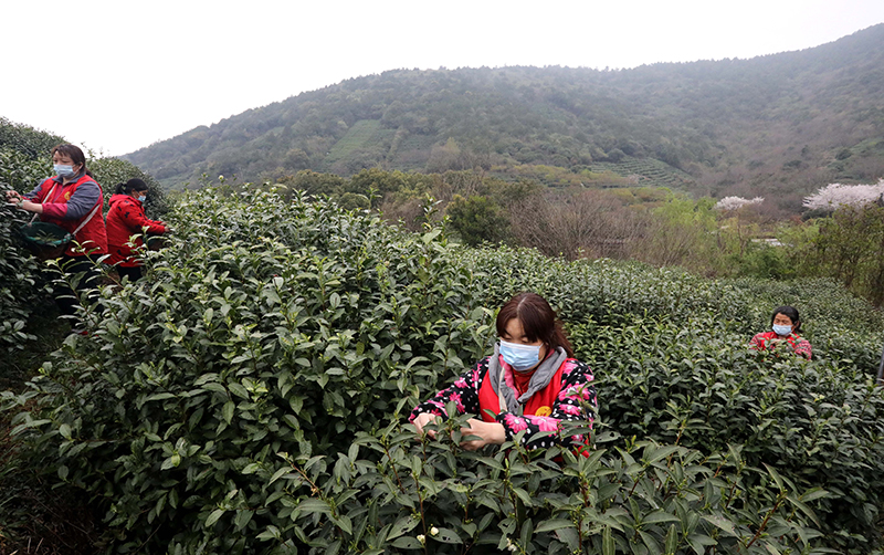 苏州洞庭山：碧螺春茶迎来集中采摘期