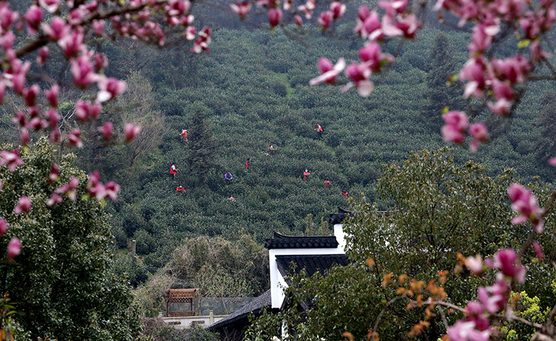 苏州洞庭山：碧螺春茶迎来集中采摘期