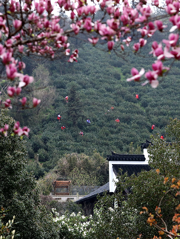 苏州洞庭山：碧螺春茶迎来集中采摘期