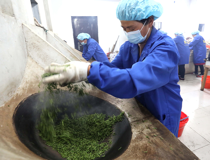 苏州洞庭山：碧螺春茶迎来集中采摘期