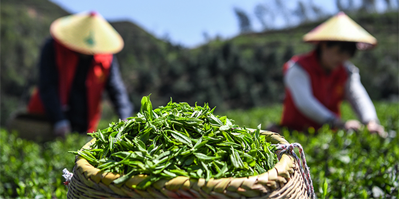 干群携手抢摘明前茶