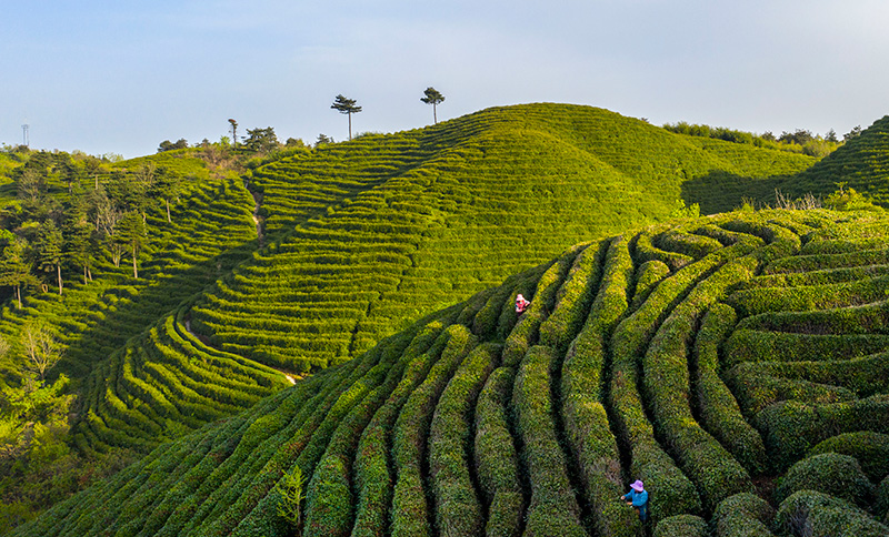 陕西勉县高山茶园生态美茶旅融合促振兴