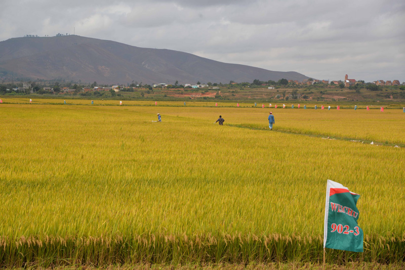 马达加斯加官员：感谢中国政府为非洲农业发展所作贡献