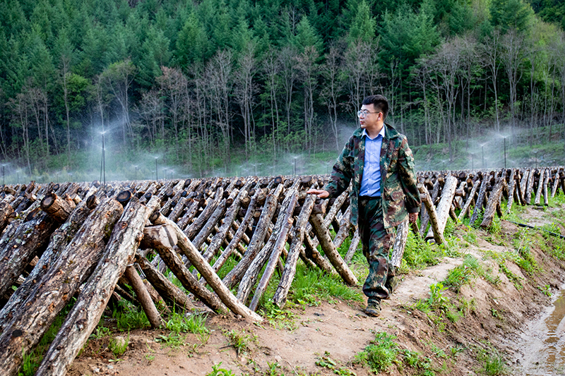 秦岭村木耳种植基地，2021年底产业基地收益95万元插图2