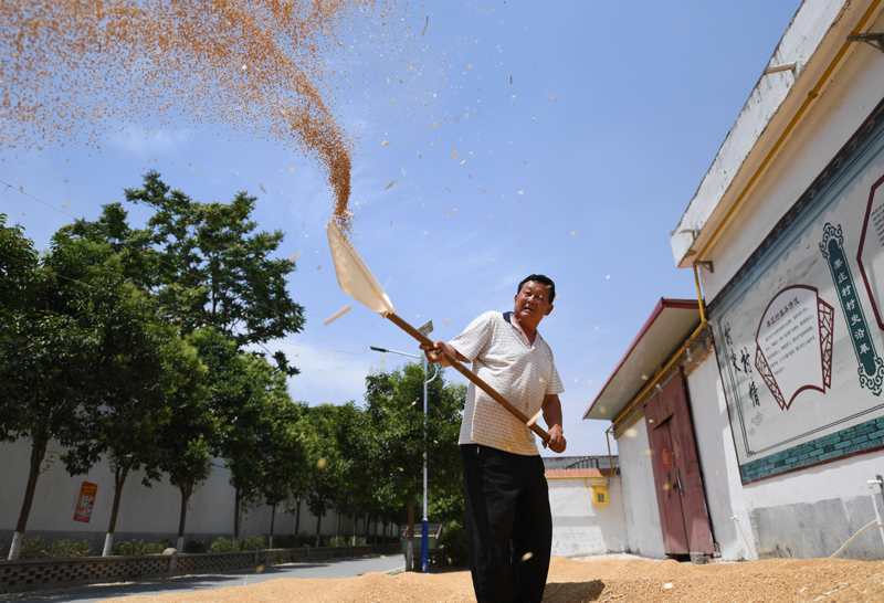 河南上蔡：麦收时节遍地“金”