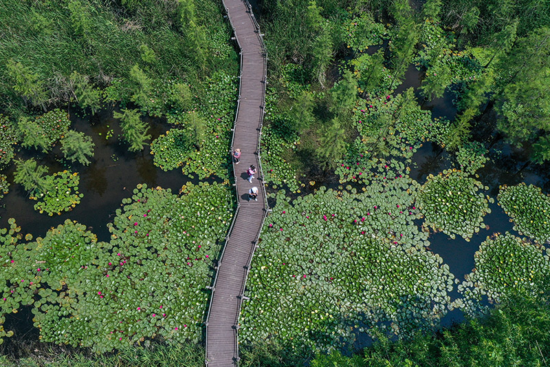 池杉湖湿地：鹭鸟蹁跹 莲荷盛开