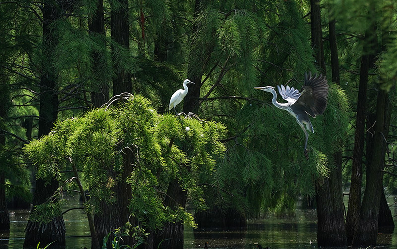 池杉湖湿地：鹭鸟蹁跹 莲荷盛开