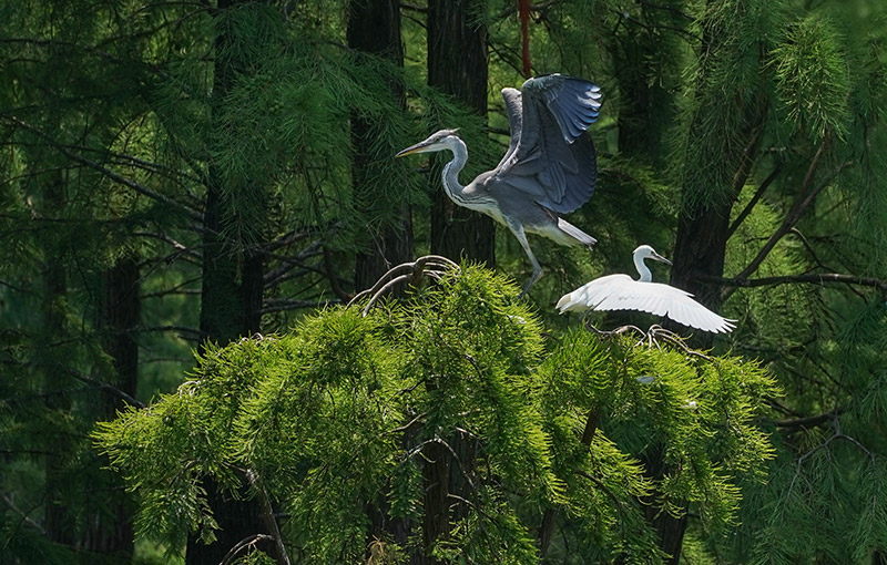 池杉湖湿地：鹭鸟蹁跹 莲荷盛开