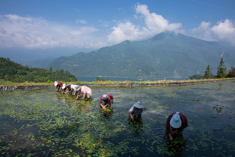 四川雷波：莼菜产业助力乡村振兴