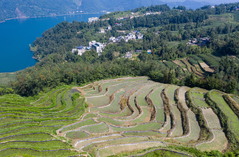 四川雷波：莼菜产业助力乡村振兴