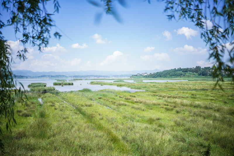 夏日草海风光美