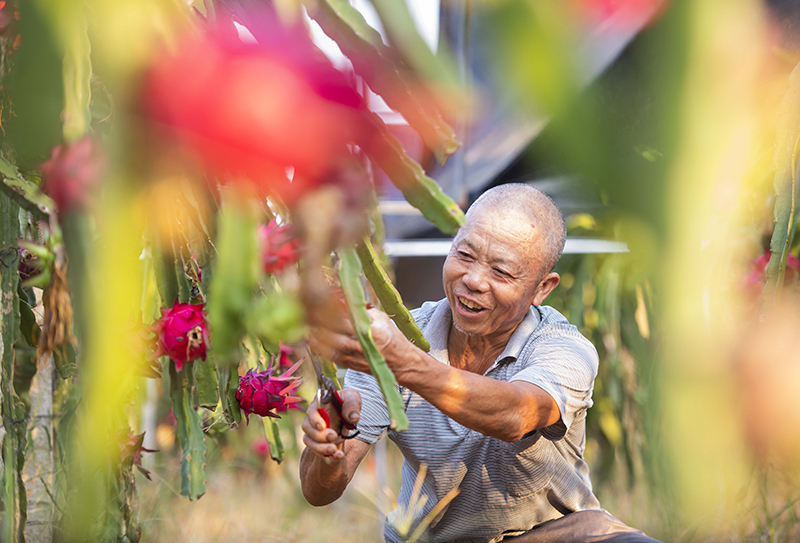 湖南道县：特色种植 助农增收