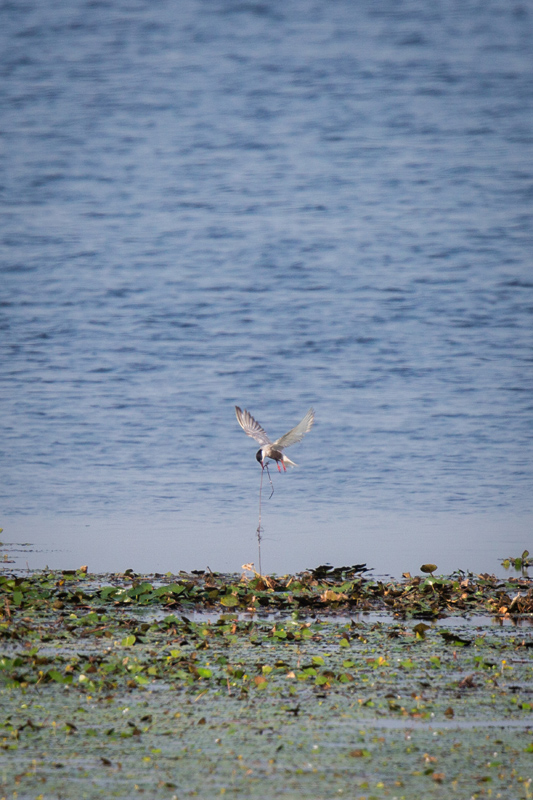 候鸟翔集沉湖湿地