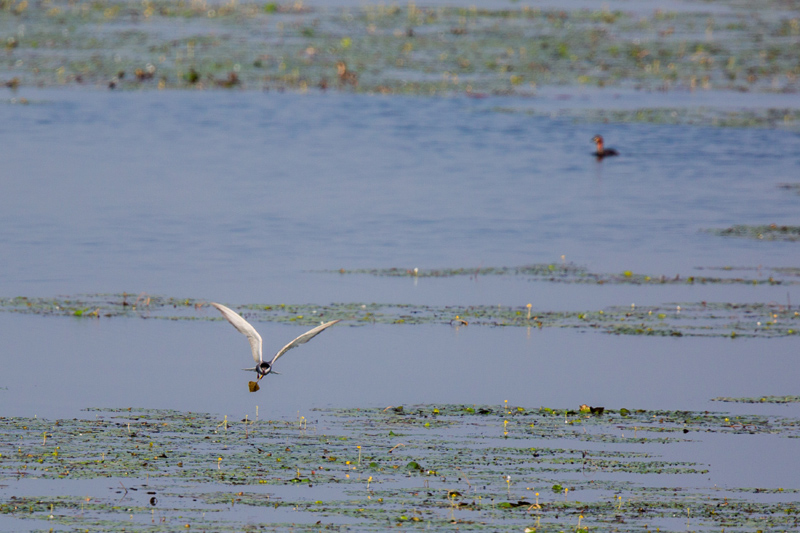 候鸟翔集沉湖湿地