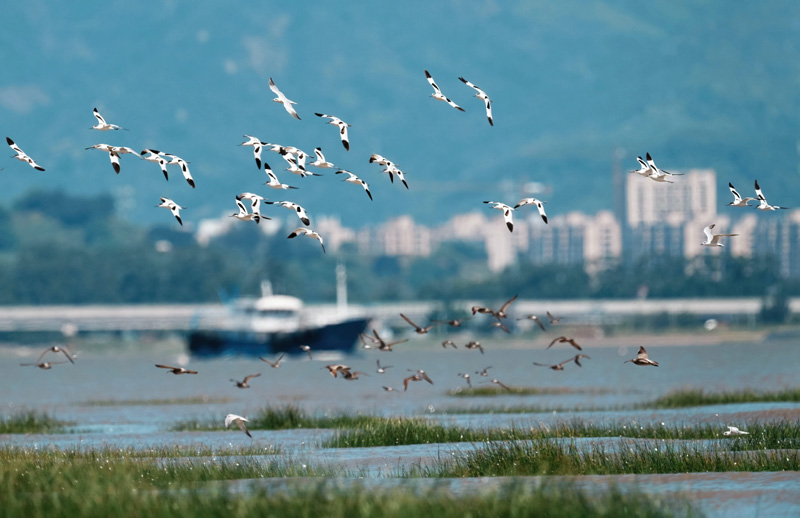 闽江河口湿地迎来候鸟“先头部队”