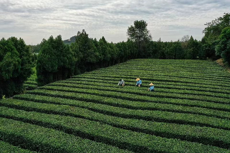 山东日照：体验采茶
