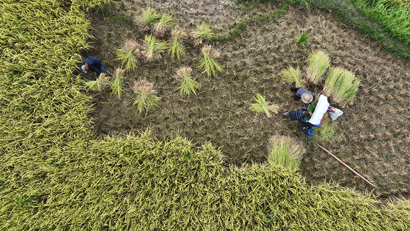 贵州罗甸：沫阳万亩水稻增产