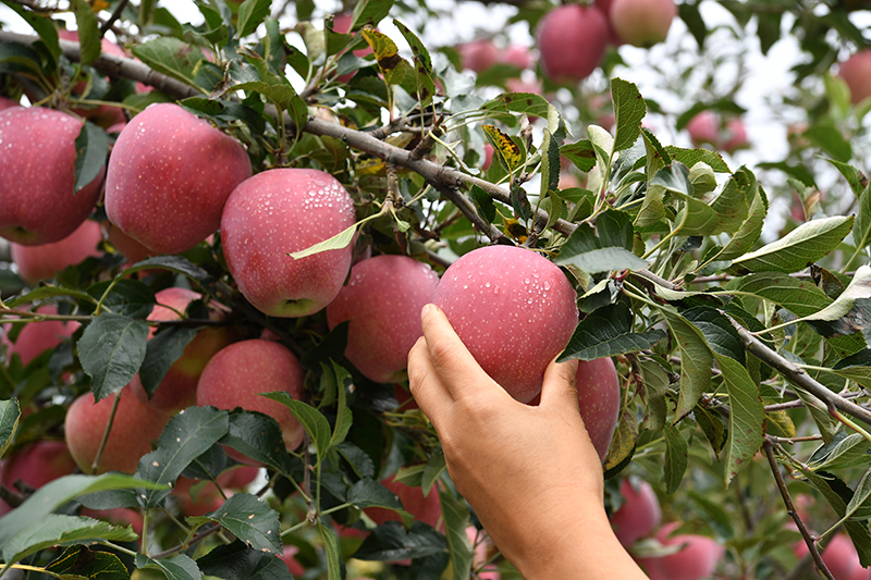 陕西洛川：“苹果之乡”产量效益“双丰收”插图6