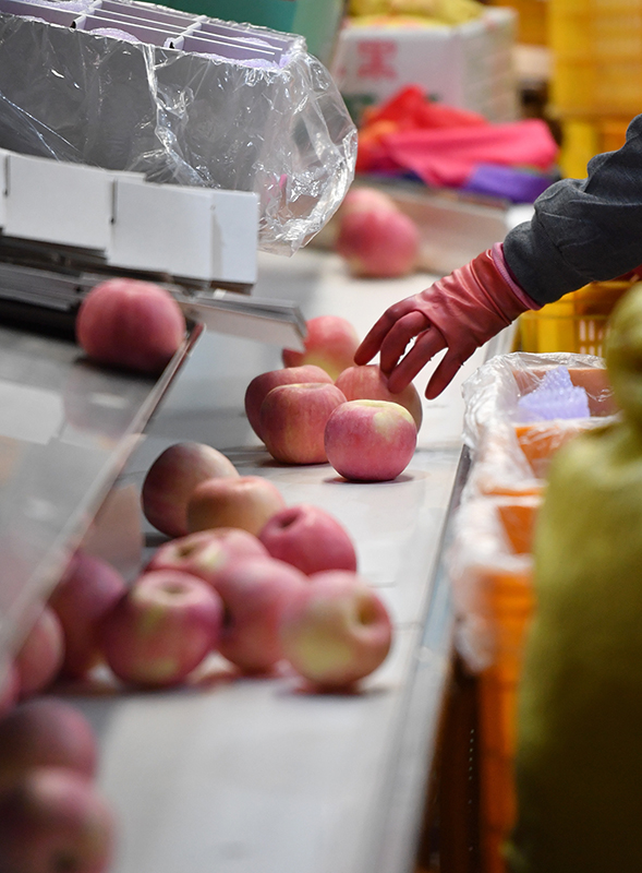 陕西洛川：“苹果之乡”产量效益“双丰收”插图