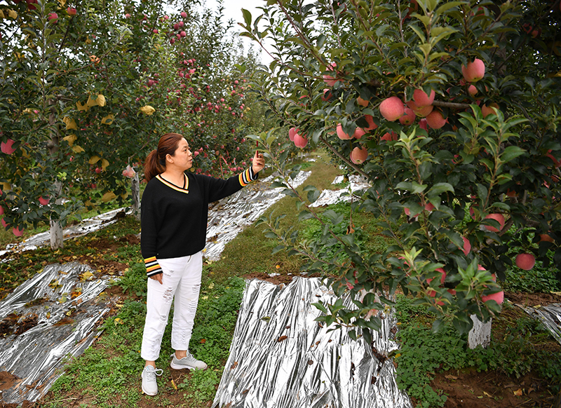 陕西洛川：“苹果之乡”产量效益“双丰收”插图1
