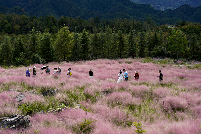 重庆酉阳：赏花武陵山间