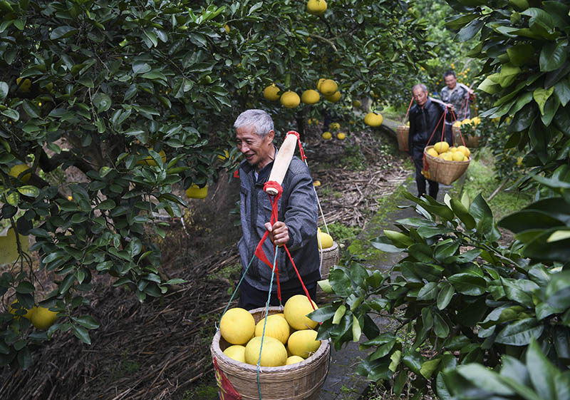 重庆梁平：发展柚子产业 助力乡村振兴