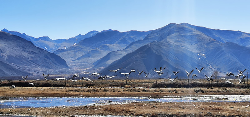 拉萨唐嘎湿地：珍稀鸟类的冬季乐园